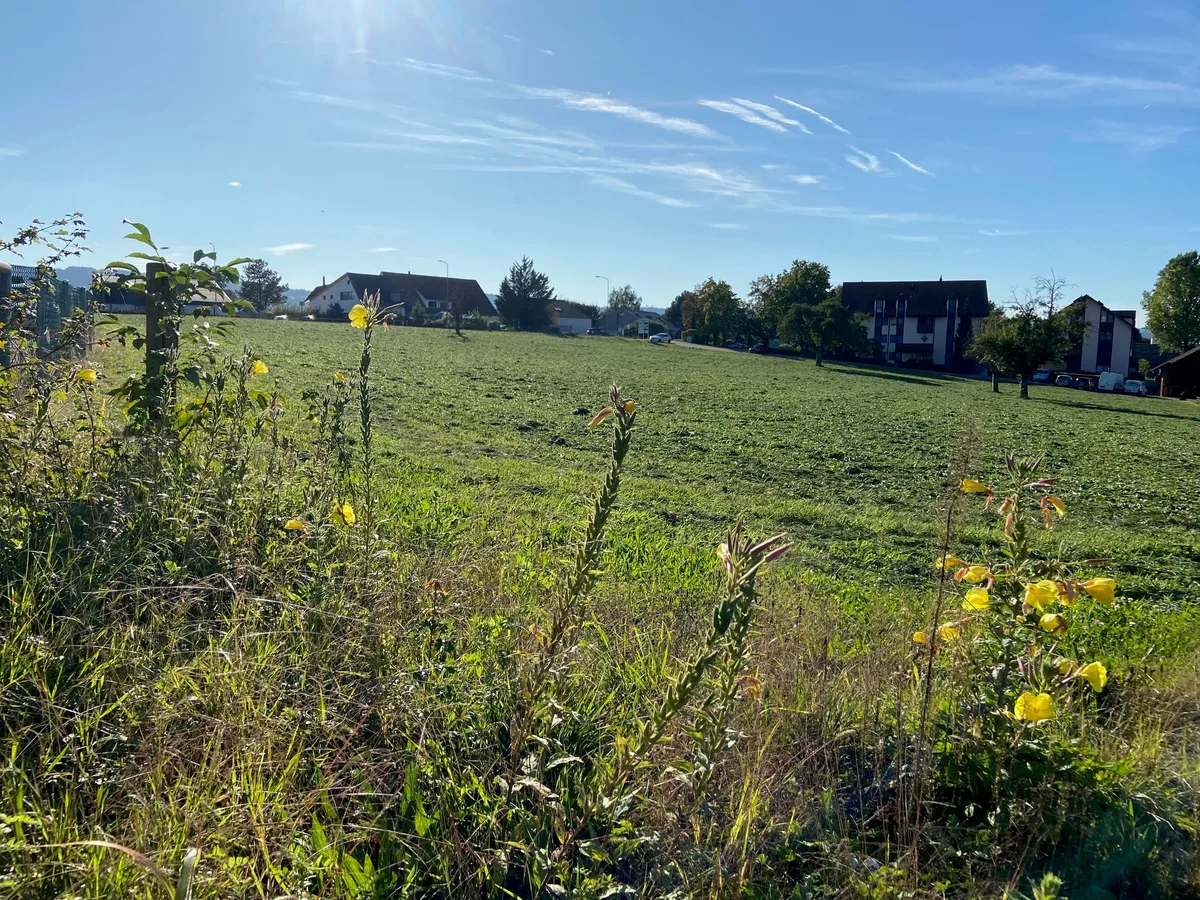 Wiese vor dem Sagi-Areal.